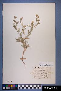 Mentzelia multiflora image